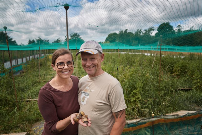 Ditte Ankjærgaard och Carsten Gydahl-Jensen sköter snigelodlingen tillsammans.