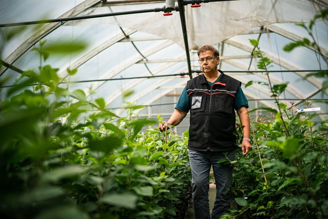 Leif Blomqvist kollar de ympade äppelplantorna.