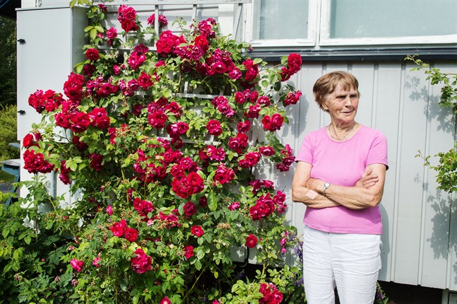 Gunnel Kull med rosen som hon gett namnet Queen Elizabeth.