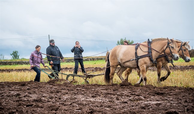 På Heljesgården vid Hornborgasjön i kronprinsessans grevskap Västergötland fick Victoria prova plöja en åker. “Det var verkligen inte lätt att göra raka fåror”, säger hon i boken. Foto: Pelle T. Nilsson/SPA.