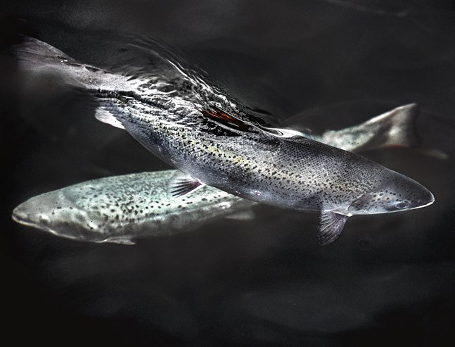 Det blir nödslakt på 220 000 laxar sedan byggbuller stressat fisken i en ny anläggning i Florida. Arkivbild.
