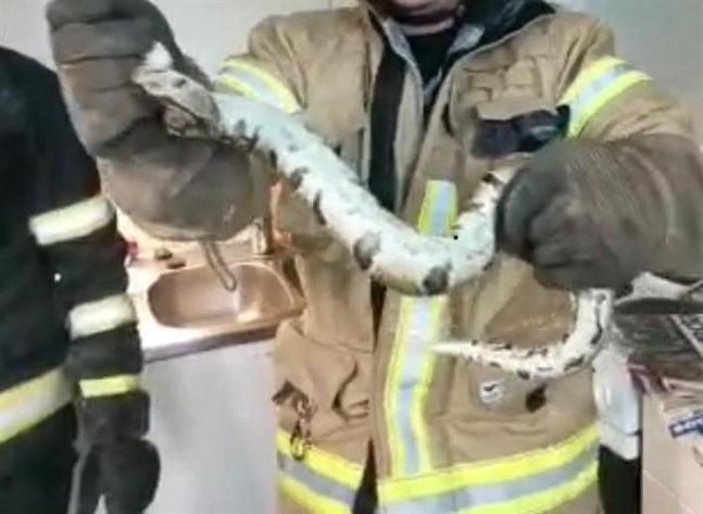 Boaormen som kröp fram ur diskskåpet är ännu så liten att den inte kan kramas.