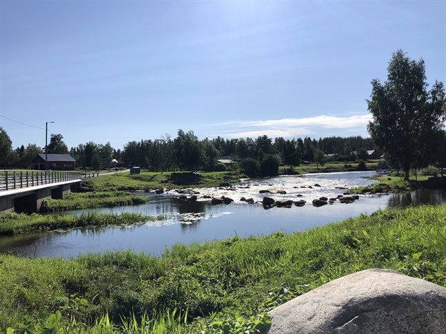 Det har varit extremt lågt vatten i åar och sjöar i juli, även i Esse å.