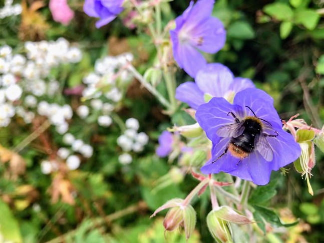 Börje G Herrgårds oro om hur det ska gå med humlor och bin och andra pollinerare kan vara befogad, åtminstone på vissa håll i världen, men han skjuter nog långt över målet då han koncentrerar sig på att skuldbelägga den finländska jordbrukaren och den inhemska livsmedelsproduktionen för utvecklingen av insektbestånden, skriver Långgård i sitt debattinlägg.