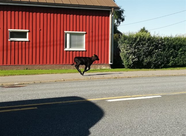 Greger Byskata hann knäppa ett foto på Essekalven som var på rymmen genom centrum av byn under tisdagsförmiddagen.