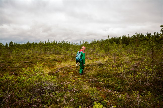 Kristian Sjöbacka på spaning efter hjortron på en mosse någonstans i Övermark.