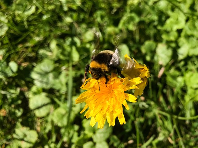 Maskrosen är en viktig, tidig källa till mat för många pollinatörer