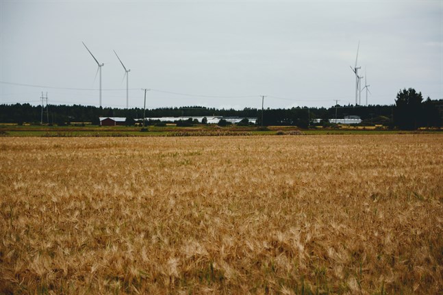 De första tröskorna har börjat skörda i Sydösterbotten och snart är man i gång i resten av landskapet. Årets skörd ser ut att bli under medeltalet.