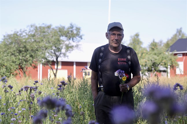 Här ska du få en bukett med dig, säger Bo-Göran Ingves och plockar ihop en bukett bestående av blåklint, kornvallmo, honungsblomma och ringblomma.
