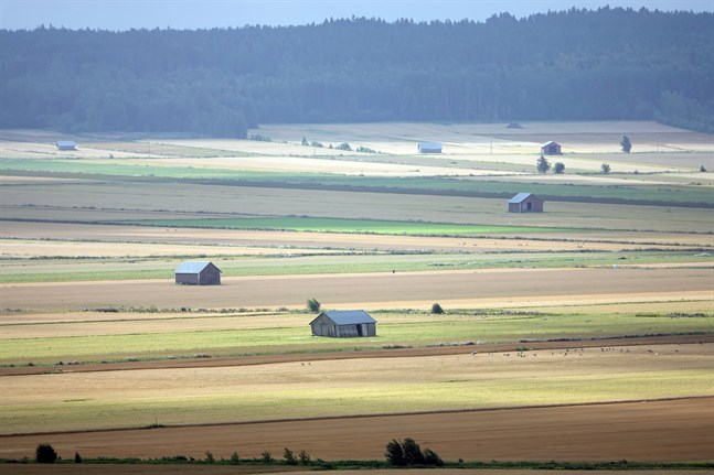 Skörden blir i år medelmåttig, förutspår Naturresursinstitutet.