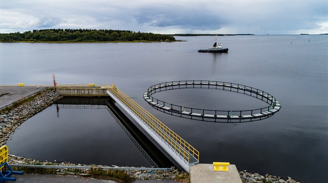Fiskodlingskass vid hamnen i Jakobstad. Arkivfoto.