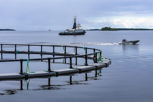Fiskodlingskassar i hamnen i Jakobstad. Arkivfoto.