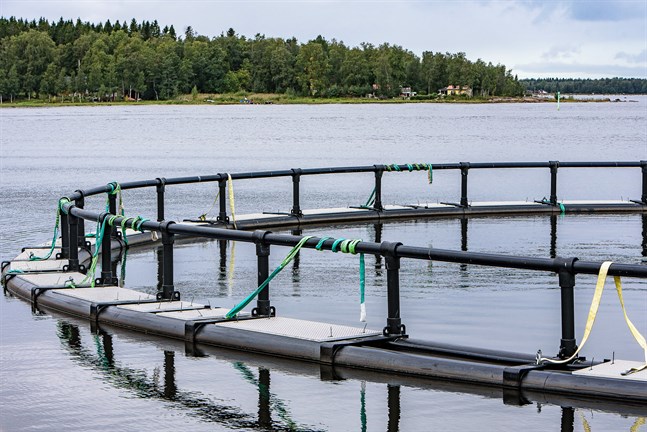 Allt har gått rätt till angående fiskodlingen i Jakobstad, skriver Pontus Blomqvist.