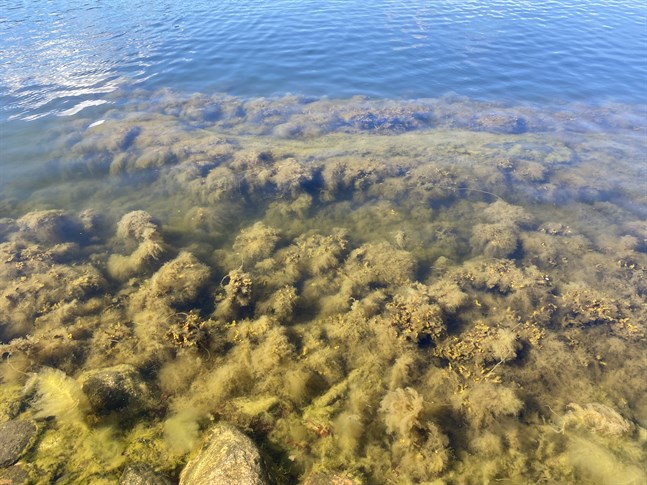 Övergödning i kombination med accelererande klimatförändring har inneburit en snabbt accelererande utbredning av syrebrist i Östersjön, både i djuphålorna i öppna havet och längs våra kuster, skriver Erik Bonsdorff. På bilden ser man påvuxen blåstång.