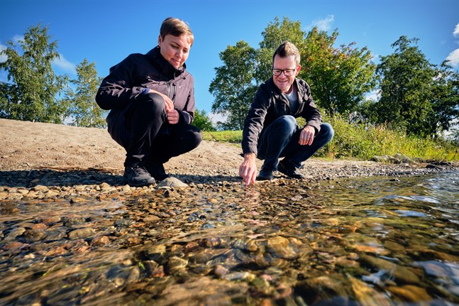Anna Bonde och Vincent Westberg på NTM-centralen är oroliga över hur havet mår. De många observationerna av cyanobakterier i Kvarken i sommar visar att allt inte står rätt till.