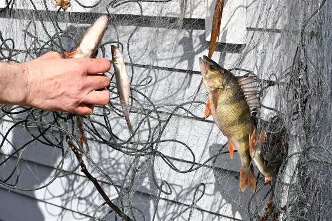 Bland annat nätfiske förutsätter att man betalar fiskevårdsavgift.