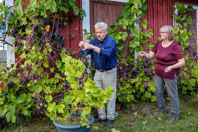 För att druvorna ska få mer sol och mogna ordentligt plockar Sven-Olof och Marianne bort en del av bladen på rankorna.