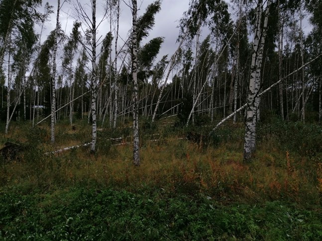 Öja var särskilt utsatt i stormen. Orsaken är det utsatta läget, den klippiga terrängen och luftkablar i stället för jordkablar, enligt Veli-Pekka Kinnunen, affärsområdeschef på Karleby Energinät.