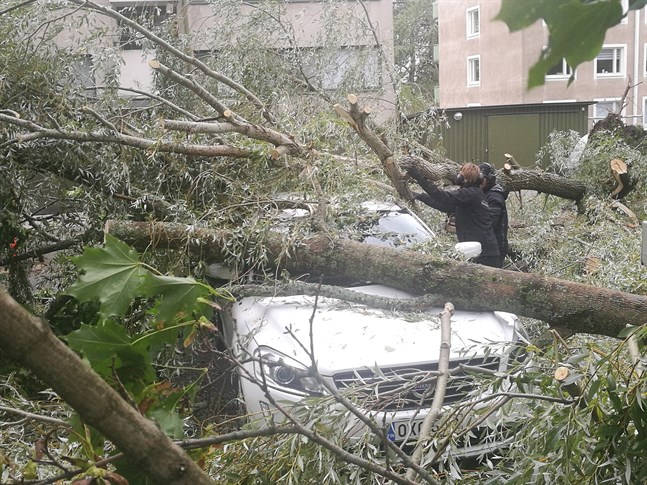 Inte ett, utan två olika träd har fallit över den här bilden i Vasa centrum.