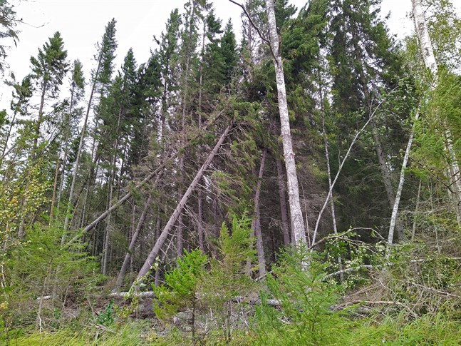 Nyhetsbild