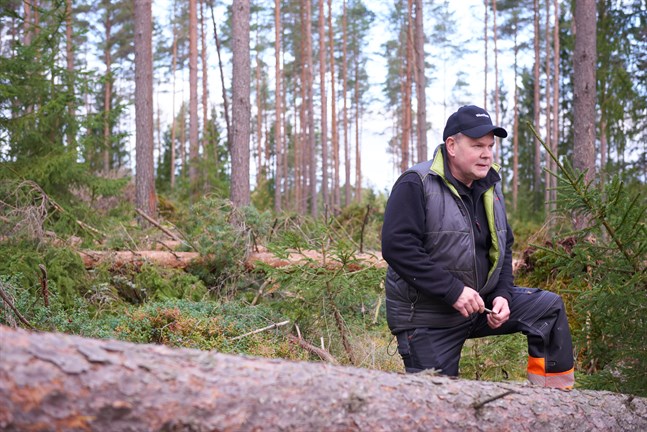 Förarglig. Så beskriver Henrik Holm stormen och dess verkningar på tallarna i Hirvlax som hans farfar planterade på 1940-talet.