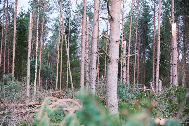 Karleby kyrkliga samfällighet får pengar för att skydda den moskog församlingarna äger i Ullava. Bilden är från Nykarleby.