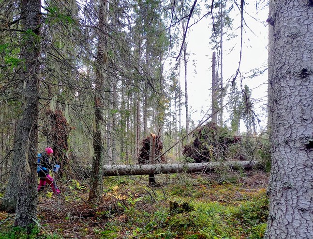 På flera ställen tvingas man ut i obanad terräng för att komma runt de fallna träden.