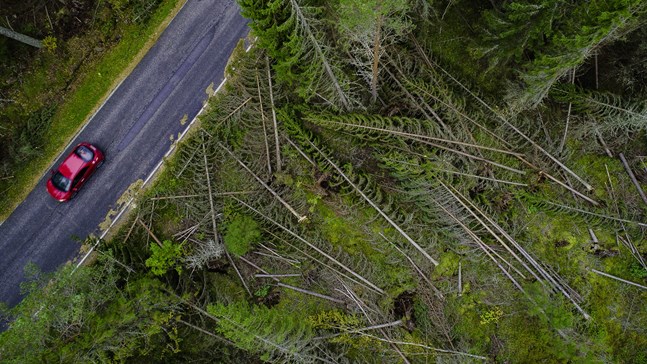 Stormskadorna blev stora för Karleby stad och för många privata skogsägare efter Aila. Den här bilden är tagen vid Knifsundsvägen i Öja några dagar efter stormen.