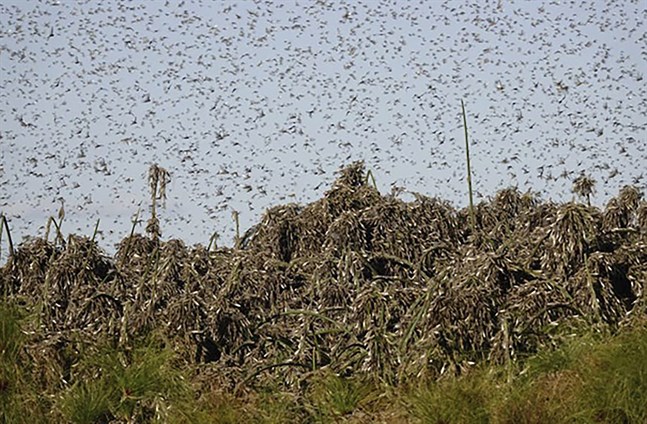 Gräshoppor är ett återkommande gissel i flera afrikanska länder. Bild från början av september i Botswana.
