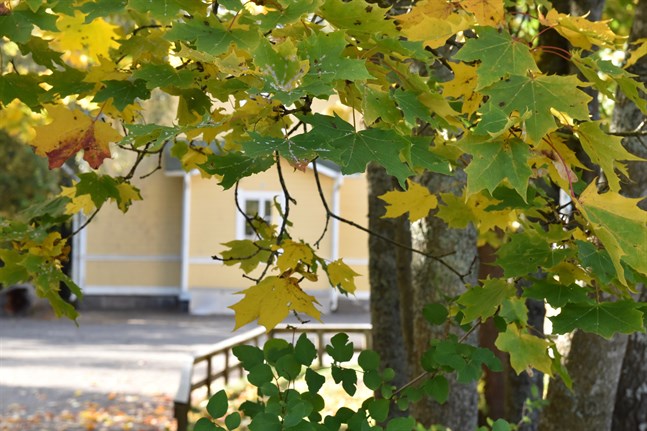 Än dröjer det tills träden tappar sina löv. Södra Finland har välsignats med sällsynt varmt höstväder i slutet av september i år.