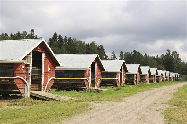 För tillfället pågår en uppdatering av lagstiftningen som många hoppas ska föra med sig bättre förhållanden för djuren inom pälsnäringen.
