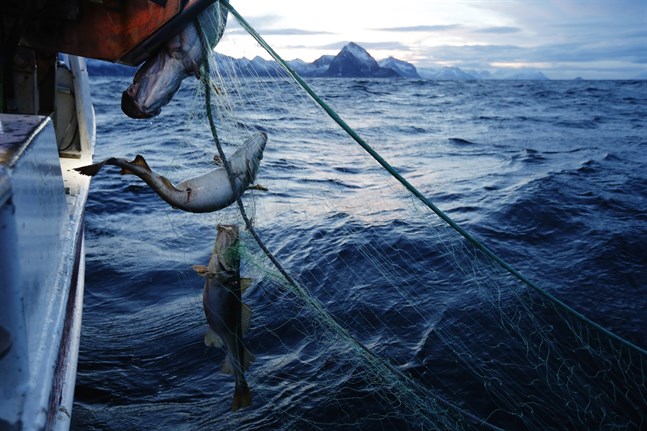 Omkring hundra ton fiskeredskap har plockats upp från havsbottnen i Norge. Arkivbild.