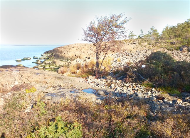 Här syns skadade havtornsbuskar som fått ämnen på sig alldeles nära stranden och försetts med varningstext. Backa såg inte till några rester av vresros.
