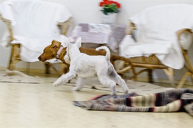Hunden har inverkan på hemmets inomhusluft – förmodligen med positiva konsekvenser.