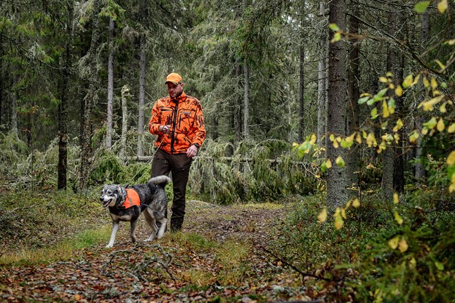 Joni Grankulla, älgjaktledare i Öja, säger att vandrare inte behöver oroa sig för att dela skogen med älgjägare. Däremot behöver de vara medvetna om att hundar springer lösa. Här är han tillsammans med tiken Fanni.