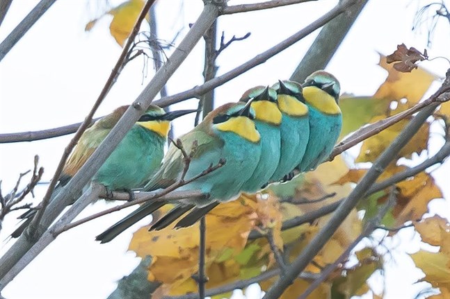 Biätare fotograferade i Västervik, Vasa, den 10 oktober 2020.