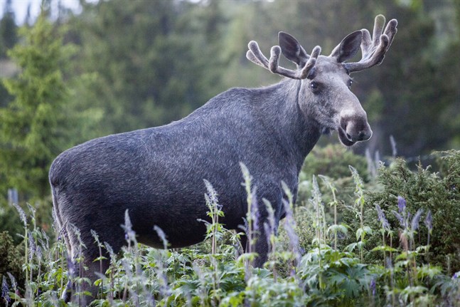 En tam älg är på rymmen från Kosta älgpark, mitt under jakten. Observera att detta inte är den förrymda älgen Laban, utan en arkivbild på en annan älg.