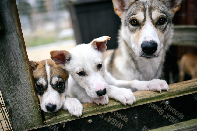 Bland annat de som ordnar utflykter med hundsläde har drabbats hårt av coronarestriktionerna. Fotot är från All Huskies hundgård i Kittilä.