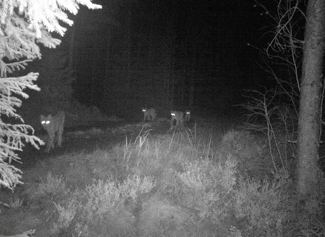 Torolf Geisors viltkamera har hunnit fånga många djur på bild i Påskmark. Den här gången blev det en hel lodjurskvartett.
