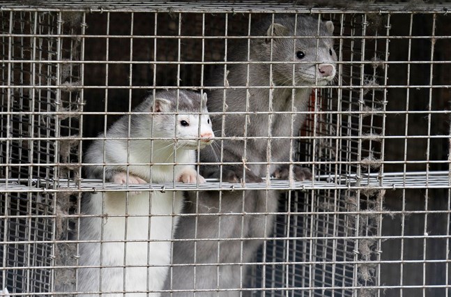 I Danmark avlivades cirka 100 000 minkar i början av oktober efter att de lokala myndigheterna hade uppdagat coronasmitta på en minkfarm i Gjøl i norra Jylland.