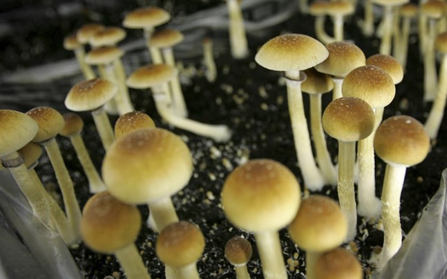 Psykedeliska svampar kan bli lagligt för medicinskt bruk i Oregon i USA.