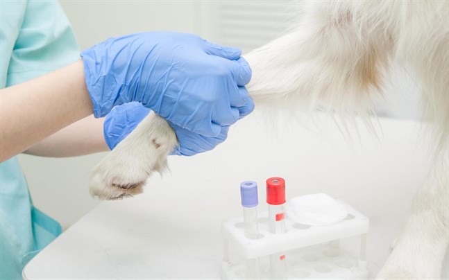 Ett blodprov som togs av en hund men som aldrig analyserades, blev starten för en tvist som nu avgjorts i Österbottens tingsrätt. Varken hunden eller veterinären på bilden är inblandade i det aktuella rättsfallet.