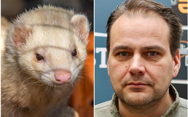 Mink i Danmark har drabbats av muterat coronavirus. Steven Frostdahl hoppas att inga liknande problem ska finnas i de österbottniska minkfarmerna.