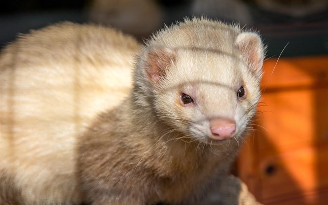 Mink.