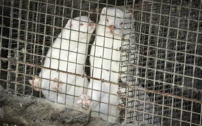 Olika varianter av muterat coronavirus från mink har spridits i Danmark.