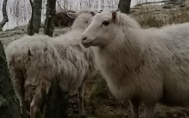 De här två tackorna hittades på Fjärdsbådan i Molpe i tisdags. Två lamm fanns också på holmen.