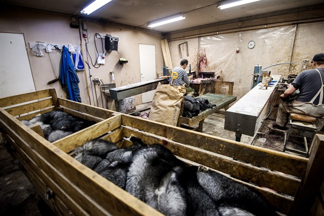 Hundratals gästarbetare behövs just nu i Österbotten för att pälsningen ska kunna genomföras. Personerna på bilden har inget med nyheten att göra.