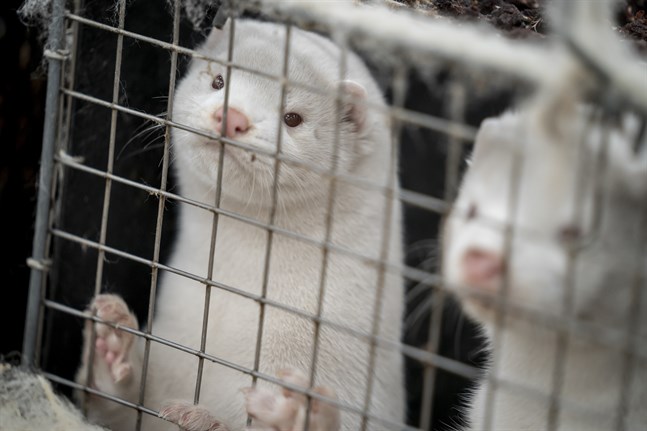 På bilden syns minkar på en minkfarm i Danmark.