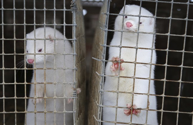 Minkar i bur på en minkfarm.