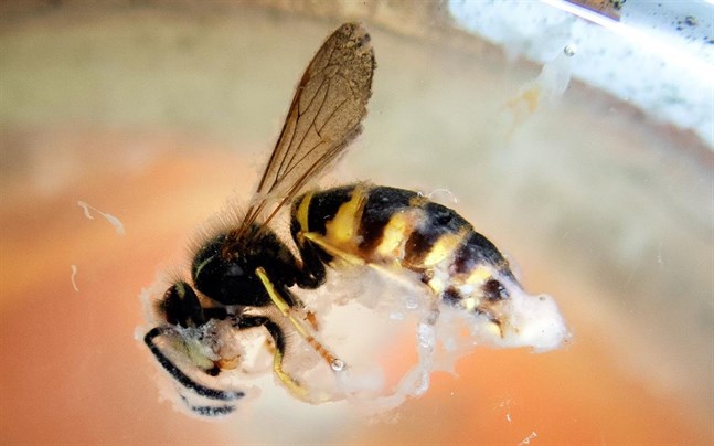 En man har åtalats efter att ha släppt ut bin, getingar och andra insekter på ett kafé.